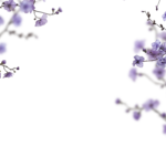 Floral Branches Overlays by Walllows_ (3)